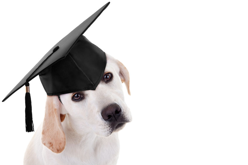 Graduation graduate puppy dog in cap