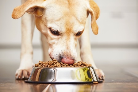 hungry labrador retriever is feeding at home.