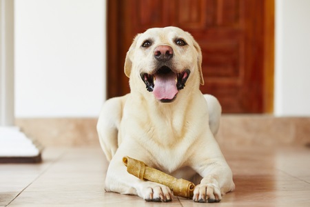 labrador with tongue out holding a bone labrador retriever with bone is waiting at home.