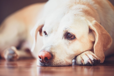 How Can I Tell If My Dog is Stressed sad look of the old dog. sick (or tired) labrador retriever lying on wooden floor at home.