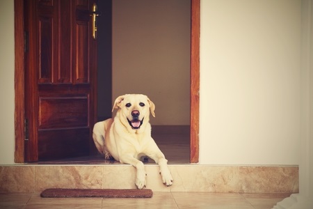 labrador retriever is lying in door of the house