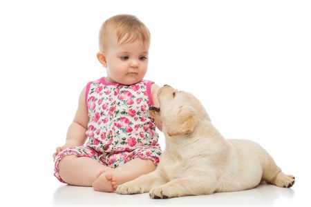 little baby girl with labrador puppy, isolated on white