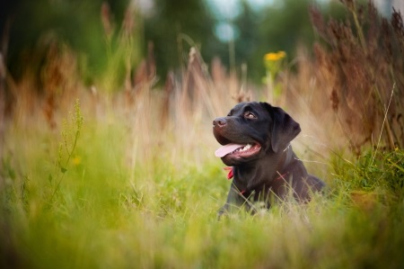 brown labrador lying  on the grass in summer