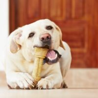 Labrador chewing on dental bone to maintain good oral health