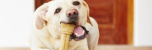 Labrador chewing on dental bone to maintain good oral health