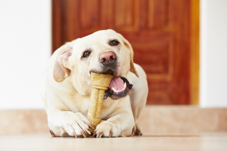 Labrador chewing on dental bone to maintain good oral health 