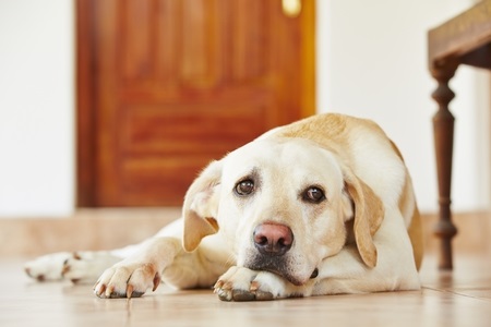 Labrador Resting at Home labrador retriever is lying on the floor at home.
