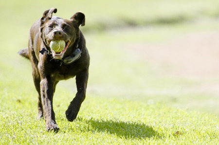 Running Labrador Carrying Ball labrador playing ball