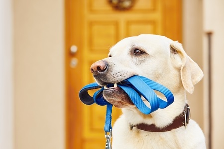 labrador retriever with leash  is waiting for walk.