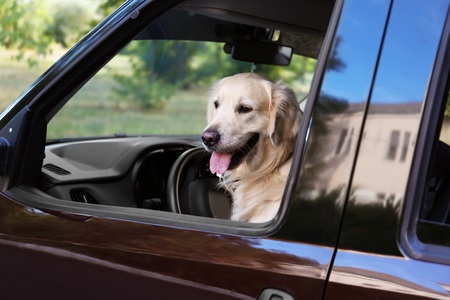 Labrador Dog Sitting in Car cute labrador dog in car