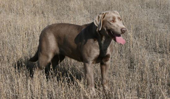 Exercising Your Lab