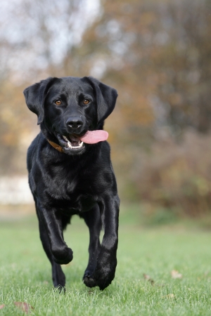 Pointing Black Labrador Retriever Running While Hunting