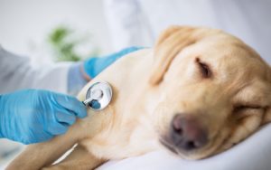 Dog Getting Exam for Fever at Vet