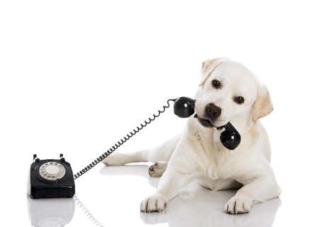 portrait of a labrador retriever holding a telephone with mouth