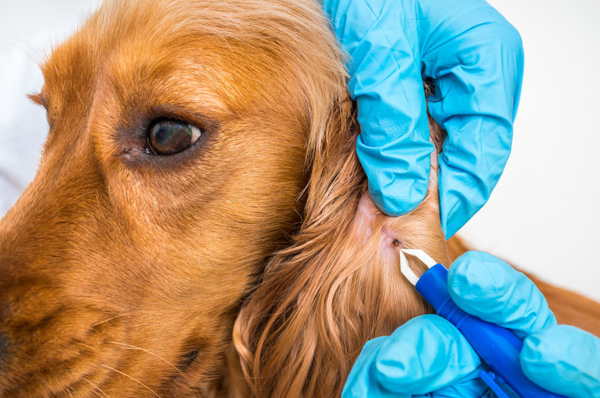 Veterinarian doctor removing a tick from the Cocker Spaniel dog