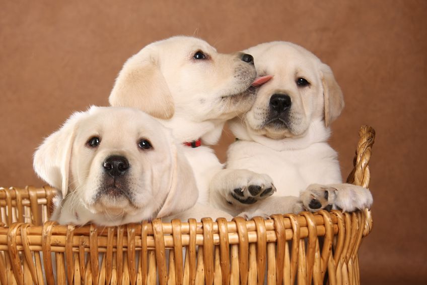 three labrador puppies in a basket.