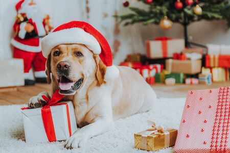 5 Christmas Foods That Aren't So Jolly for Your Dog cute dog in red christmas hat on floor