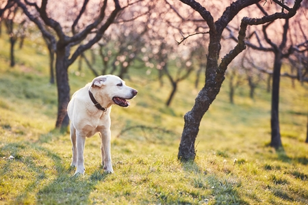 dog in spring nature. labrador retriever against blooming trees