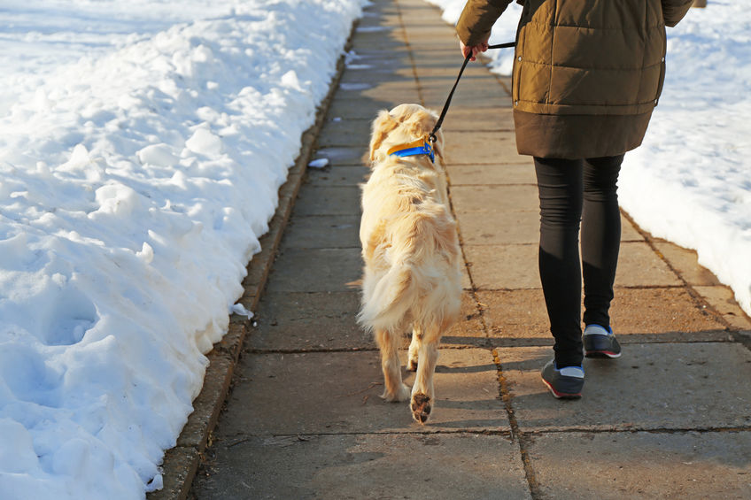 Winter Dog Walking Tips Golden retriever going for a walk with owner outdoors in winter