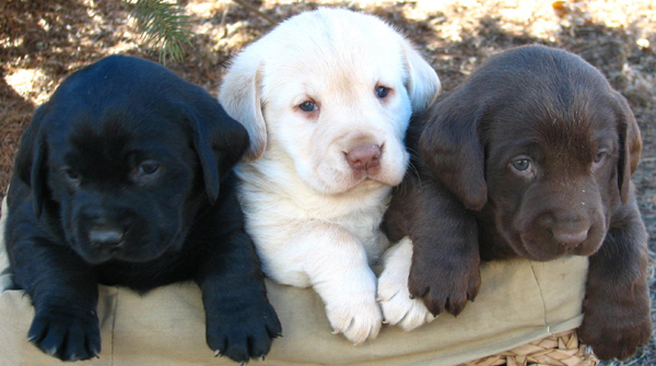 black, white and chocolate puppies in a basket