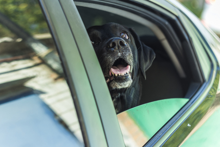 dog labrador waiting for a ride in the car