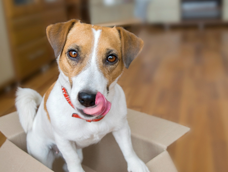 cute puppy jack russell terrier sitting in a cardboard parcel box licking its nose with tongue