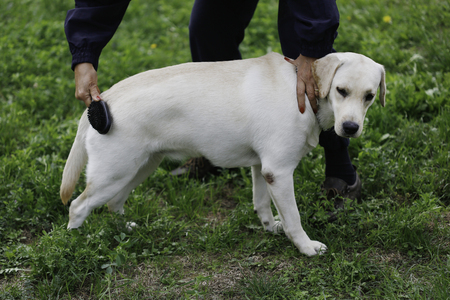 owner grooming his  labrador retriever in park. dog and owner, canine concept.