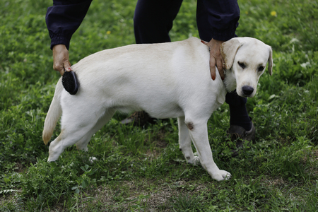 owner grooming his labrador retriever in park. dog and owner, canine concept.