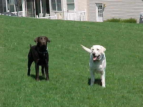 Black & White Labrador Retrievers						
