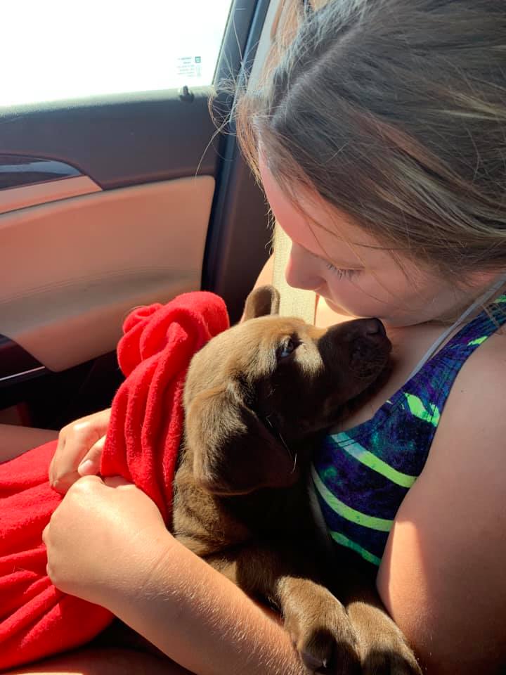 newly adopted chocolate lab
