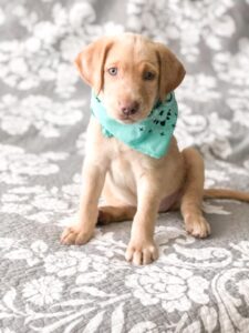 champagne lab with bandana collar