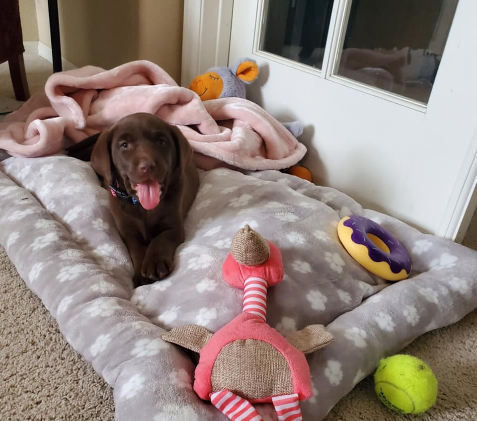 chocolate lab in his bed