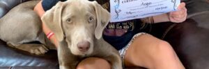 adopted silver pup