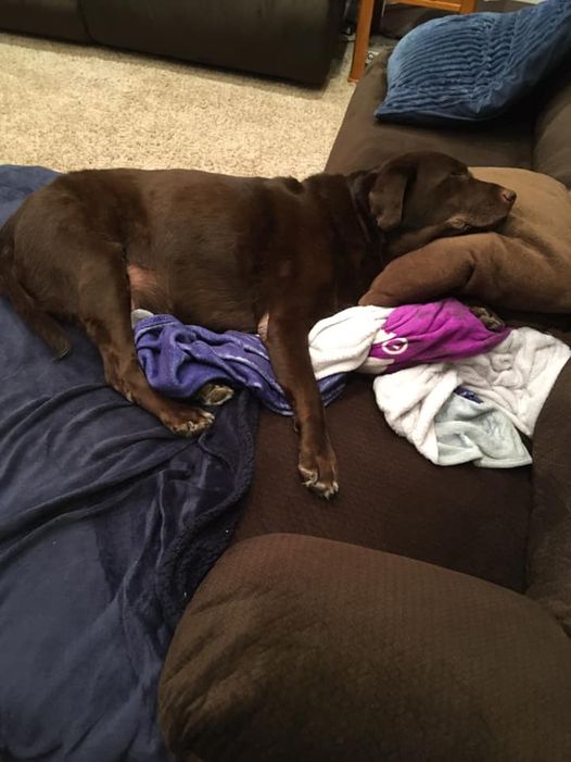 chocolate lab napping
