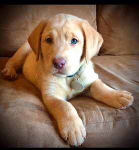 champagne lab on couch