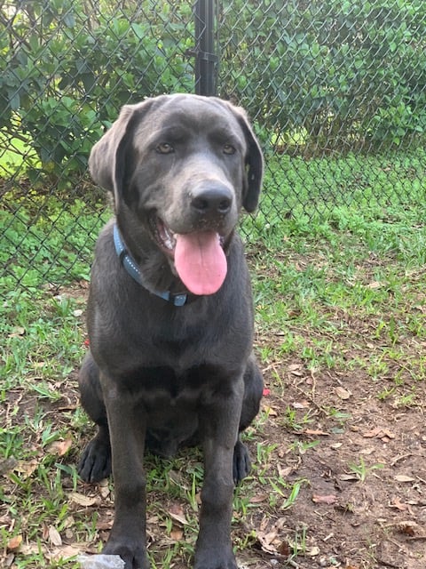 Pointing Charcoal Lab Sitting Outside