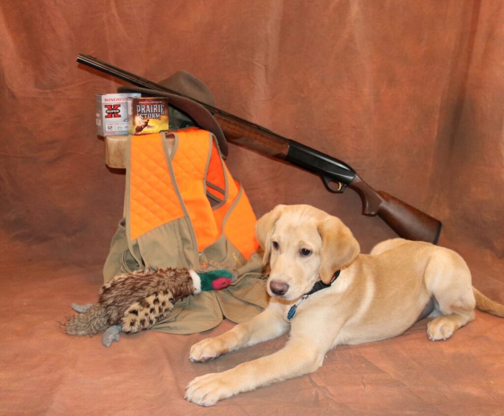 Missouri Pointing Labrador Breeder & Hunting Gun Dog Puppies Lankas Labs