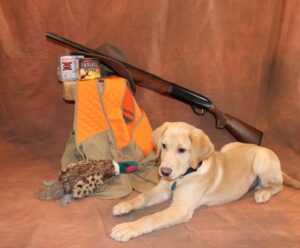 champagne lab posing in front of hunting gear