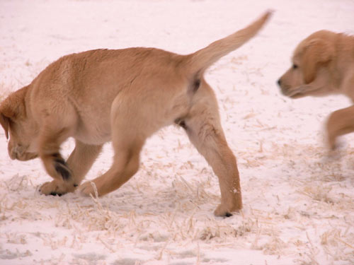 Golden Labs in Yard