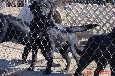 black lab pups 