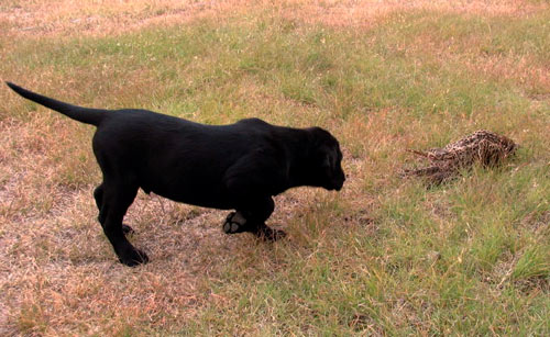 8 Week Black Labrador Retriever