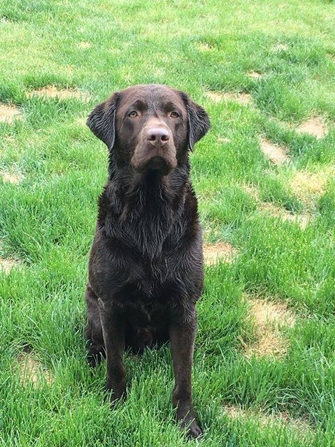 Pointing Chocolate Lab Sitting Outside