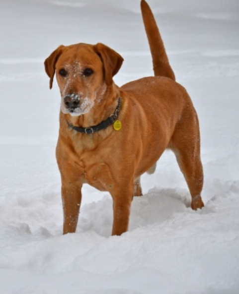 Pointing Fox Red Lab Puppy Playing in Snow