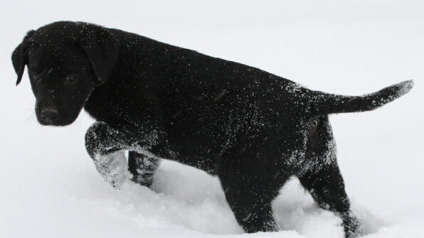 pointing black lab puppies