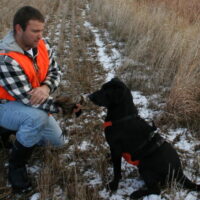 black lab on a hunt with owner