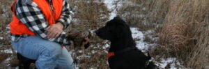 black lab on a hunt with owner