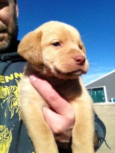 champagne lab pup