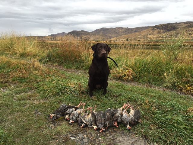 chocolate lab with the birds he caught