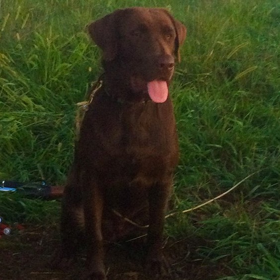 chocolate lab with his tongue out