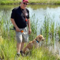 yellow lab on a walk